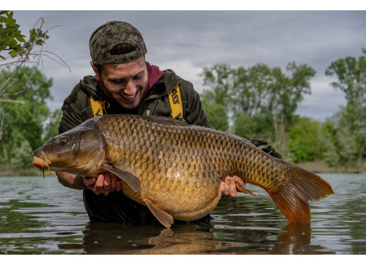 LE NUMEROSE SPECIE DI CARPE - Feeder Store